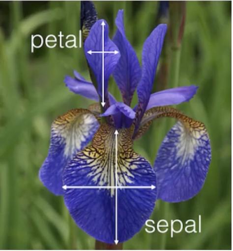 Iris flower